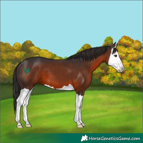 Horse Color:Brown Splash 