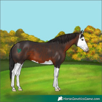 Horse Color:Brown Splash