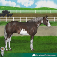 Horse Color:White Spotted Silver Brown