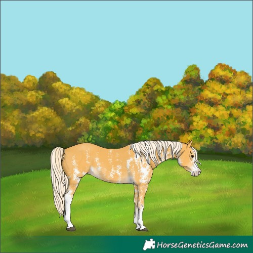 Horse Color:Palomino Sabino 