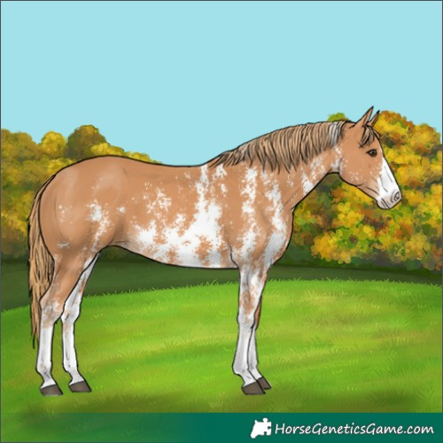 Horse Color:Chestnut Sabino 