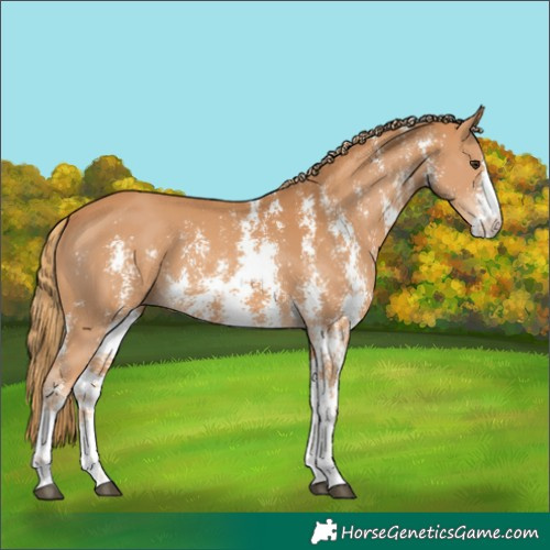 Horse Color:Chestnut Sabino 