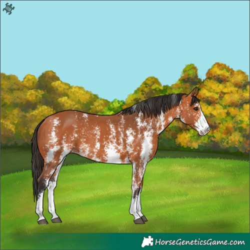 Horse Color:Bay Sabino
