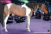 Horse Color:Bay Roan Tobiano