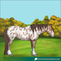 Horse Color:Amber Champagne Appaloosa and Amber Champagne Appaloosa Rabicano