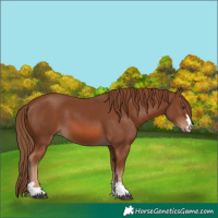 Horse Color:Chestnut 