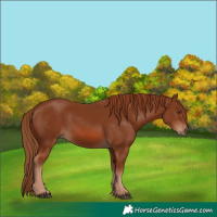 Horse Color:Chestnut 