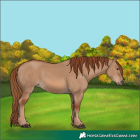 Horse Color:Red Dun 
