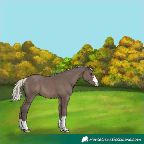 Horse Color:Silver Black 