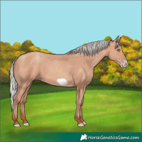Horse Color:Silver Amber Champagne Frame