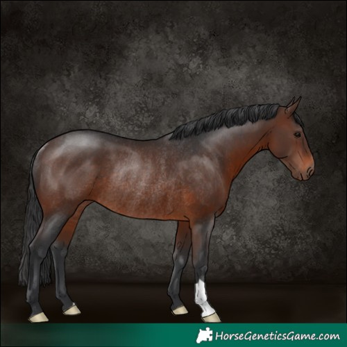 Horse Color:Brown Rabicano 