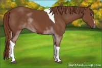 Horse Color:Chestnut Sabino Tobiano Rabicano 