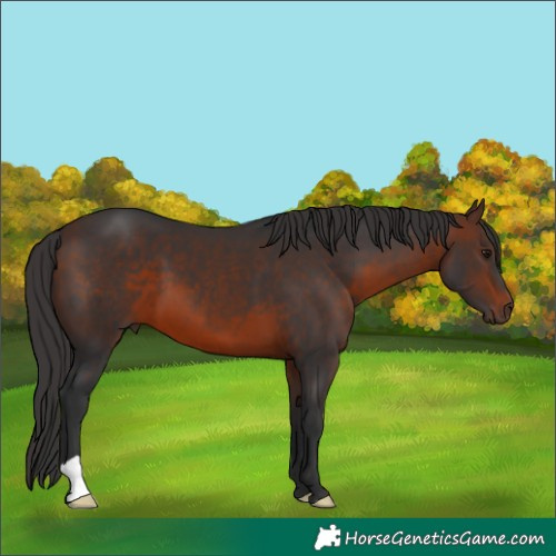 Horse Color:Brown 