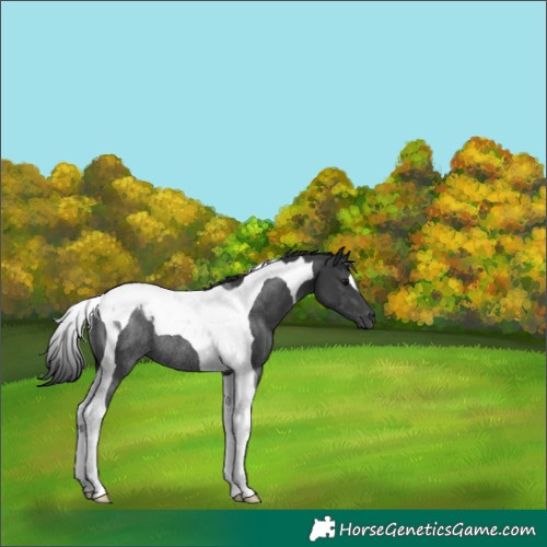 Horse Color:Black Tobiano Rabicano 