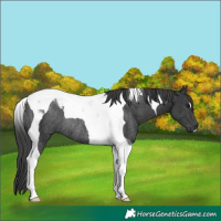 Horse Color:Black Tobiano Rabicano 