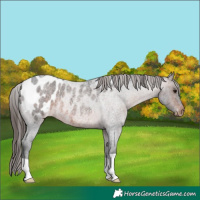 Horse Color:Brown Roan Blanket Rabicano