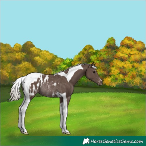Horse Color:Silver Black Tobiano Blanket Rabicano 