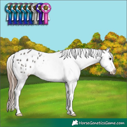 Horse Color:Grullo Blanket Rabicano 