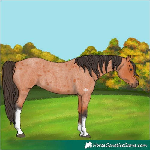 Horse Color:Bay Roan Tobiano 