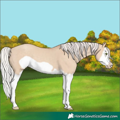 Horse Color:Silver Classic Champagne Dun Splash Frame 