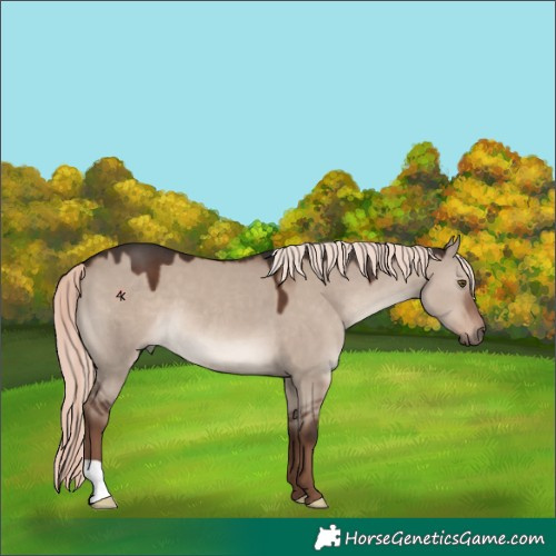 Horse Color:Liver Red Dun Mushroom 