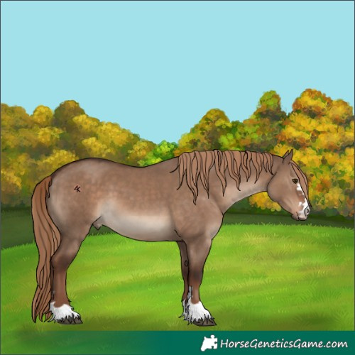 Horse Color:Liver Red Dun 