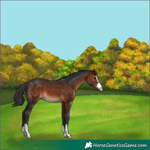Horse Color:Brown 