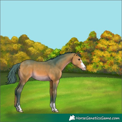 Horse Color:Watercolor Bay