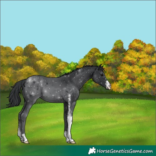Horse Color:Black Sabino Appaloosa 