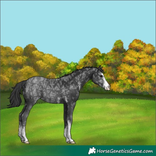 Horse Color:Black Ice Sabino Appaloosa