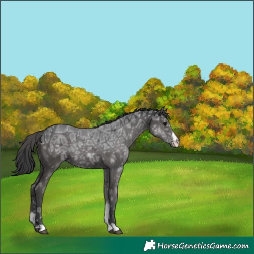 Horse Color:Black Ice Sabino Appaloosa 