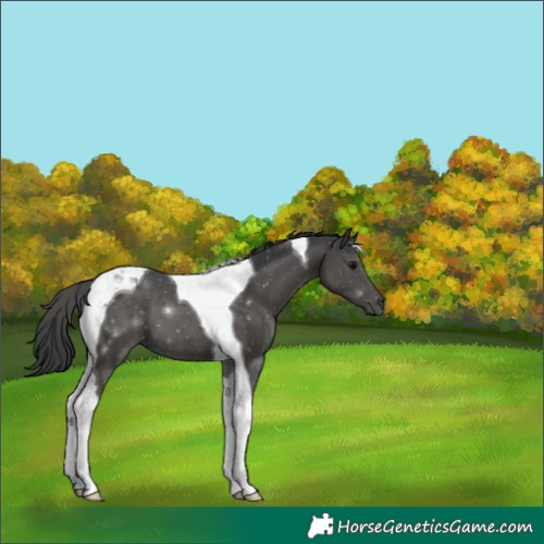 Horse Color:Black Tobiano 
