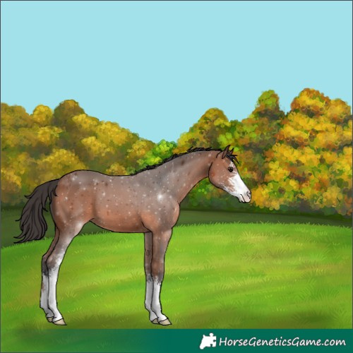 Horse Color:Bay Sabino 