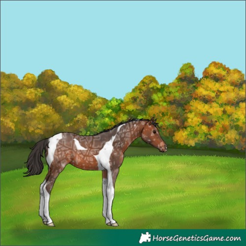 Horse Color:Bay Ice Tobiano