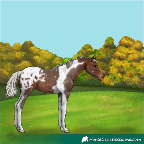 Horse Color:Silver Brown Tobiano Appaloosa 