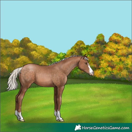 Horse Color:Silver Brown Pearl 