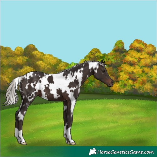 Horse Color:White Spotted Silver Brown 