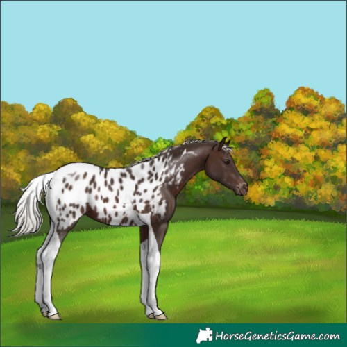 Horse Color:Silver Brown Tobiano Appaloosa 