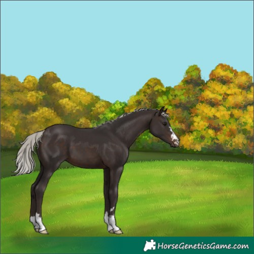 Horse Color:Silver Brown 