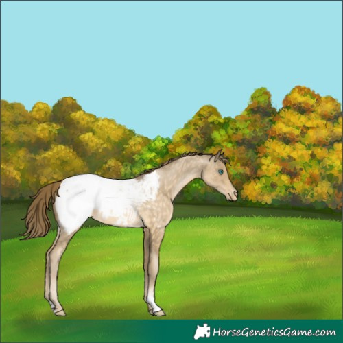 Horse Color:Buckskin Pearl Appaloosa 