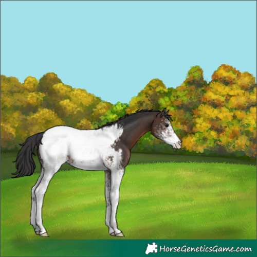 Horse Color:White Spotted Brown Appaloosa 