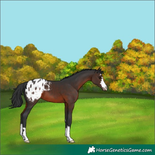 Horse Color:Brown Appaloosa 