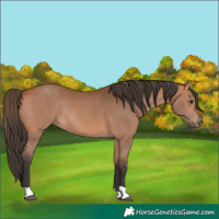 Horse Color:Bay Rabicano 