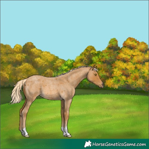 Horse Color:Palomino Roan