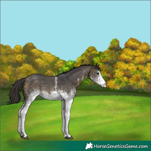 Horse Color:White Spotted Buckskin Rabicano