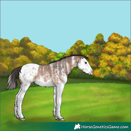 Horse Color:White Spotted Bay Splash Appaloosa Rabicano 