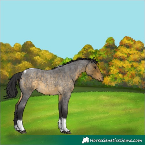 Horse Color:Buckskin Roan Tobiano