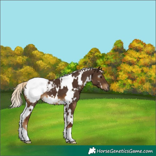 Horse Color:Gray White Spotted Chocolate Palomino Appaloosa