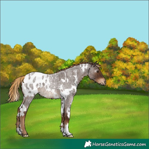 Horse Color:Gray White Spotted Red Roan Appaloosa 