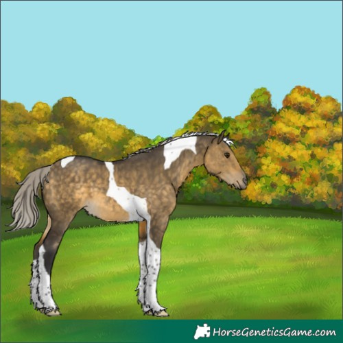 Horse Color:Silver Buckskin Dun Tobiano 